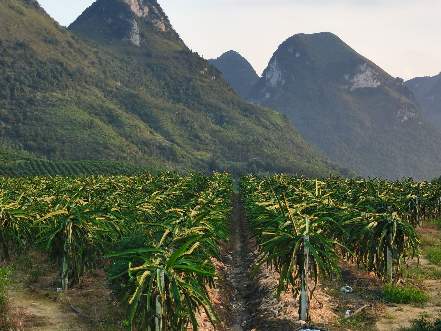 红宝龙火龙果苗 热搜正宗红金宝