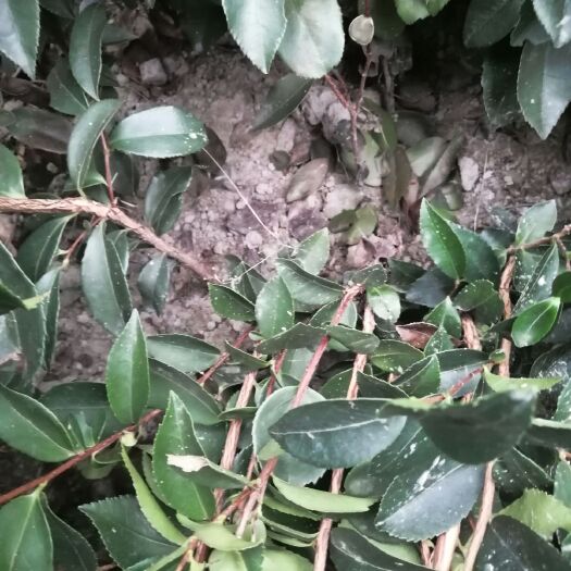 油茶树苗 江西本地油茶苗