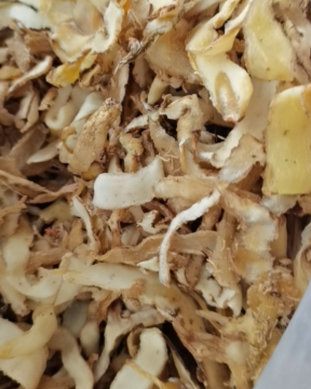 湖南玉竹全干无硫特选大片长片包含量过检批零兼营量大价格有优势