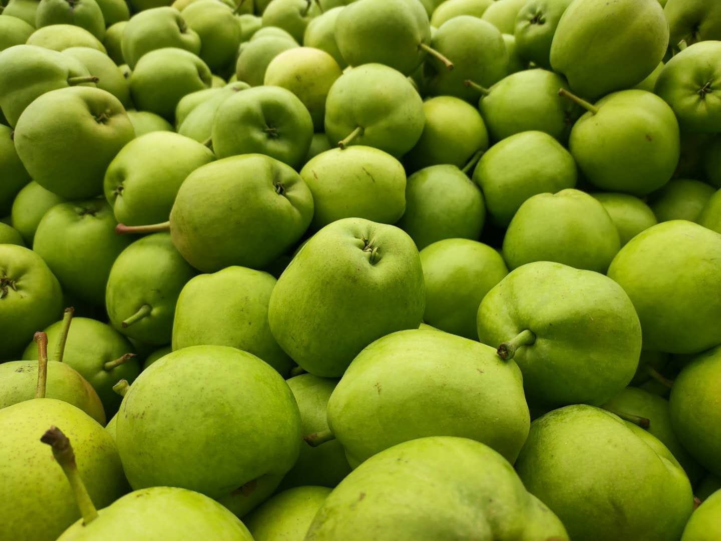 陕西蒲城早酥梨，产地直发，一手货源