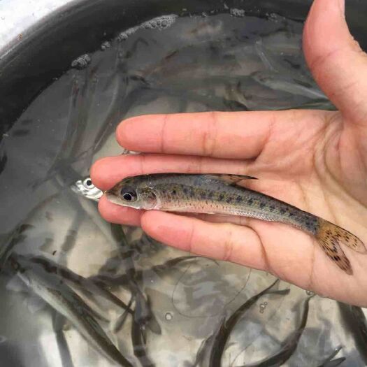 重庆市花鼓鱼苗 花骨鱼苗  船钉子 供技术 可回收 货到付款