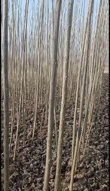 杨树苗 107速生杨，耐碱，耐旱，成活率高，临清绿洲苗木种植基地。