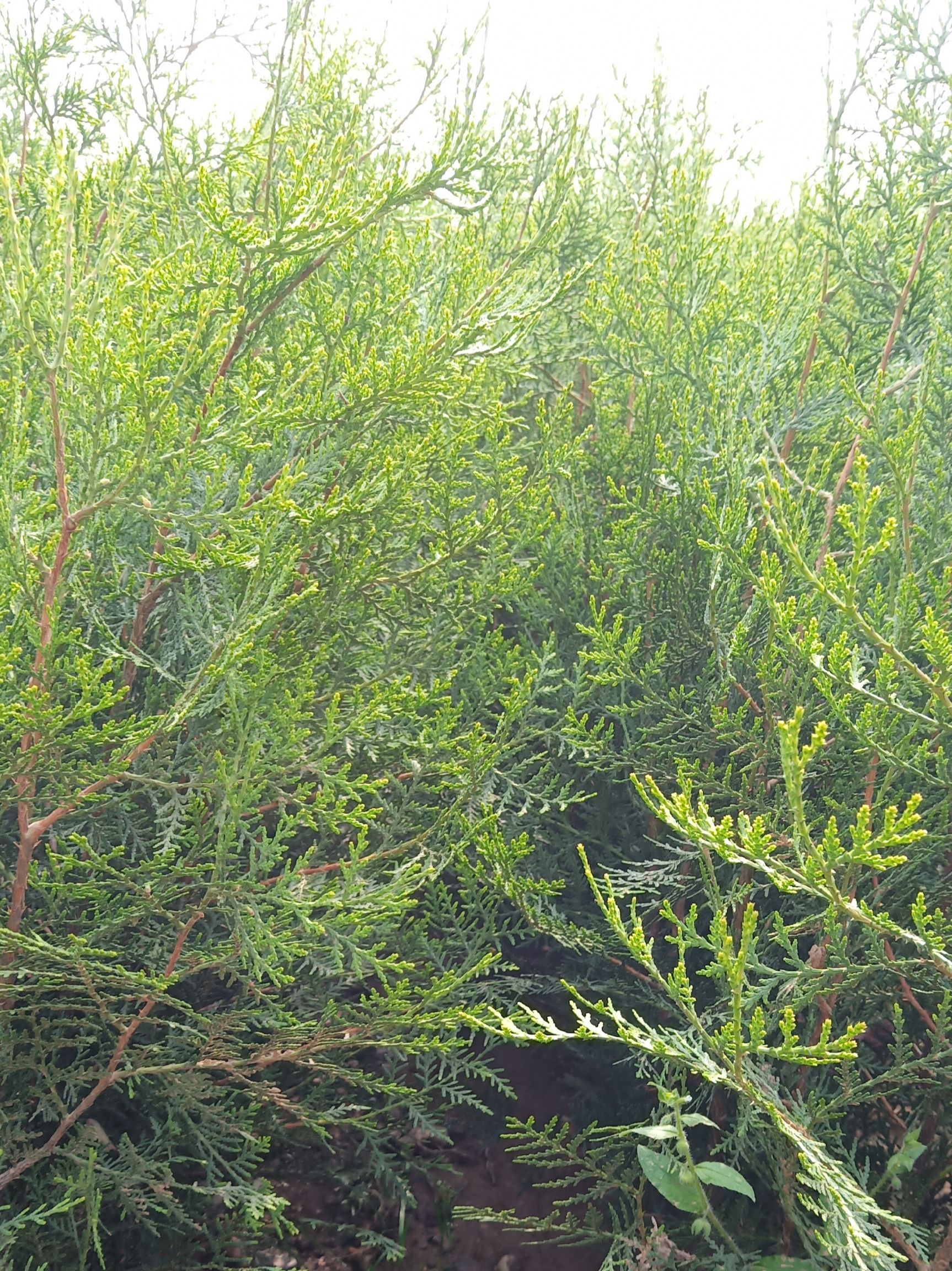 侧柏50-2米 营养杯侧柏 容器侧柏 陕西侧柏种植基地规格全