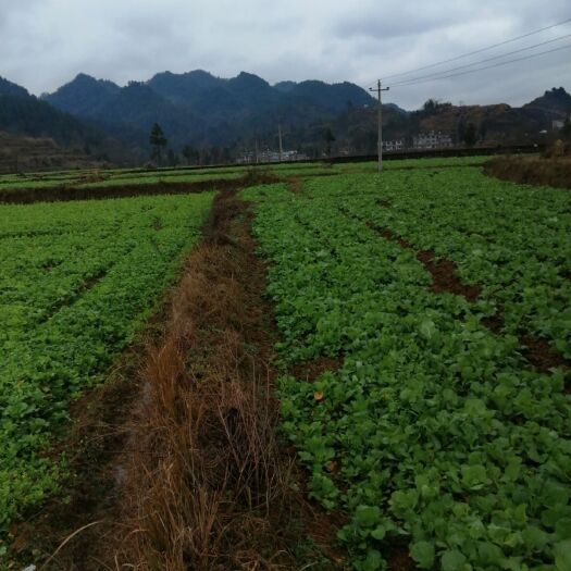 德江县白菜苔  天然无公害健康绿色产品