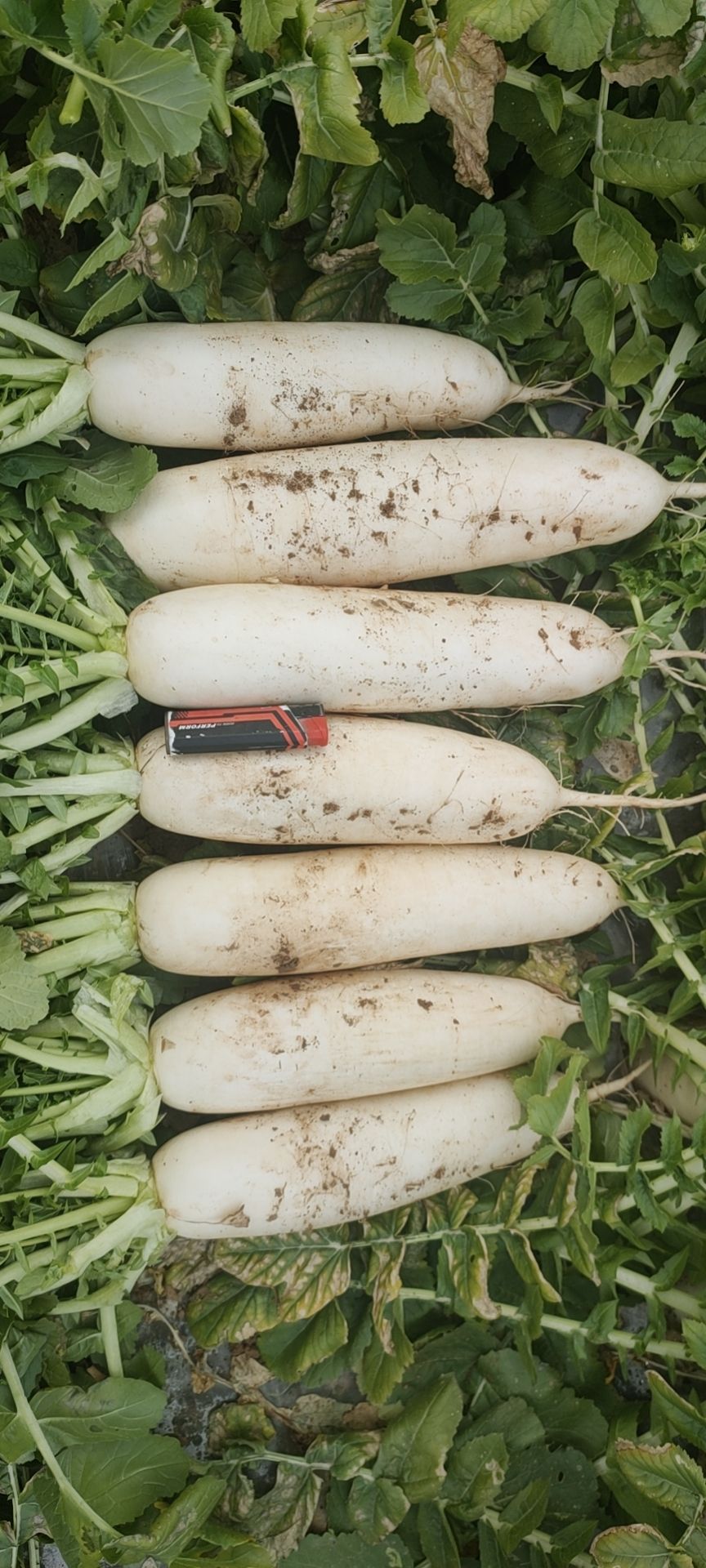  白萝卜