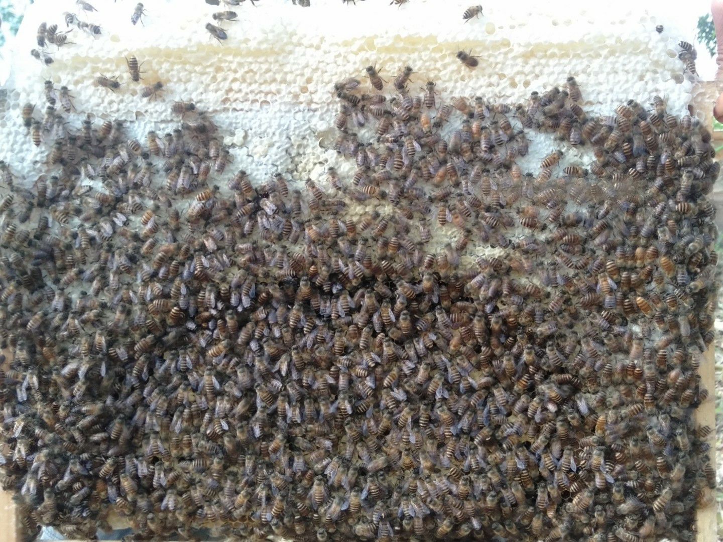 中华蜜蜂   中蜂蜂群蜜蜂一箱2只开产蜂王十2群蜂4脾蜂