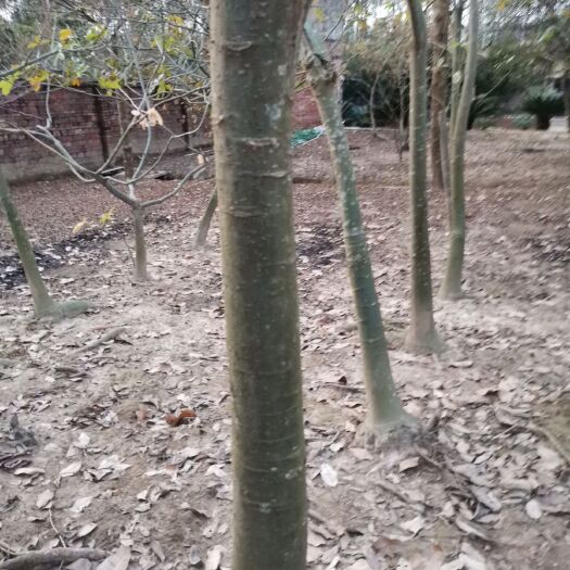 北海大叶发财树 发财树
