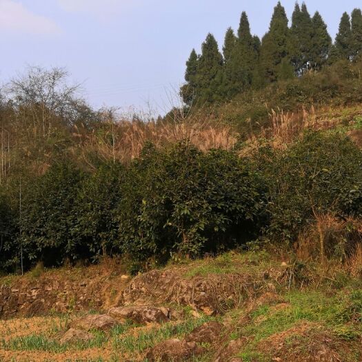 邻水县 有没有人要买桂花树