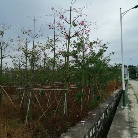 普宁市大腹木棉 美丽木棉