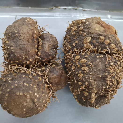 鞍山何首乌，补肝肾，益精血，乌须发，强筋骨，用于腰膝酸软，