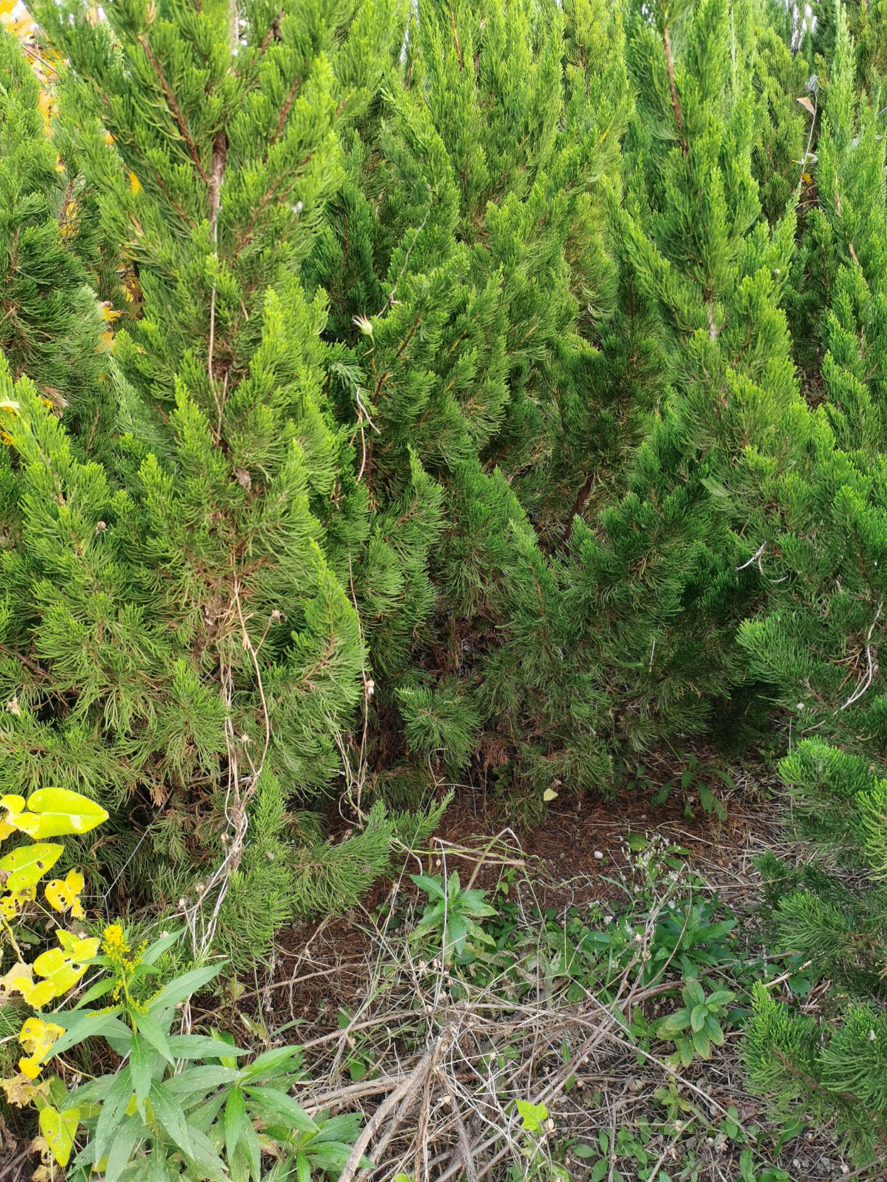 桧柏  薥侩（侩柏）