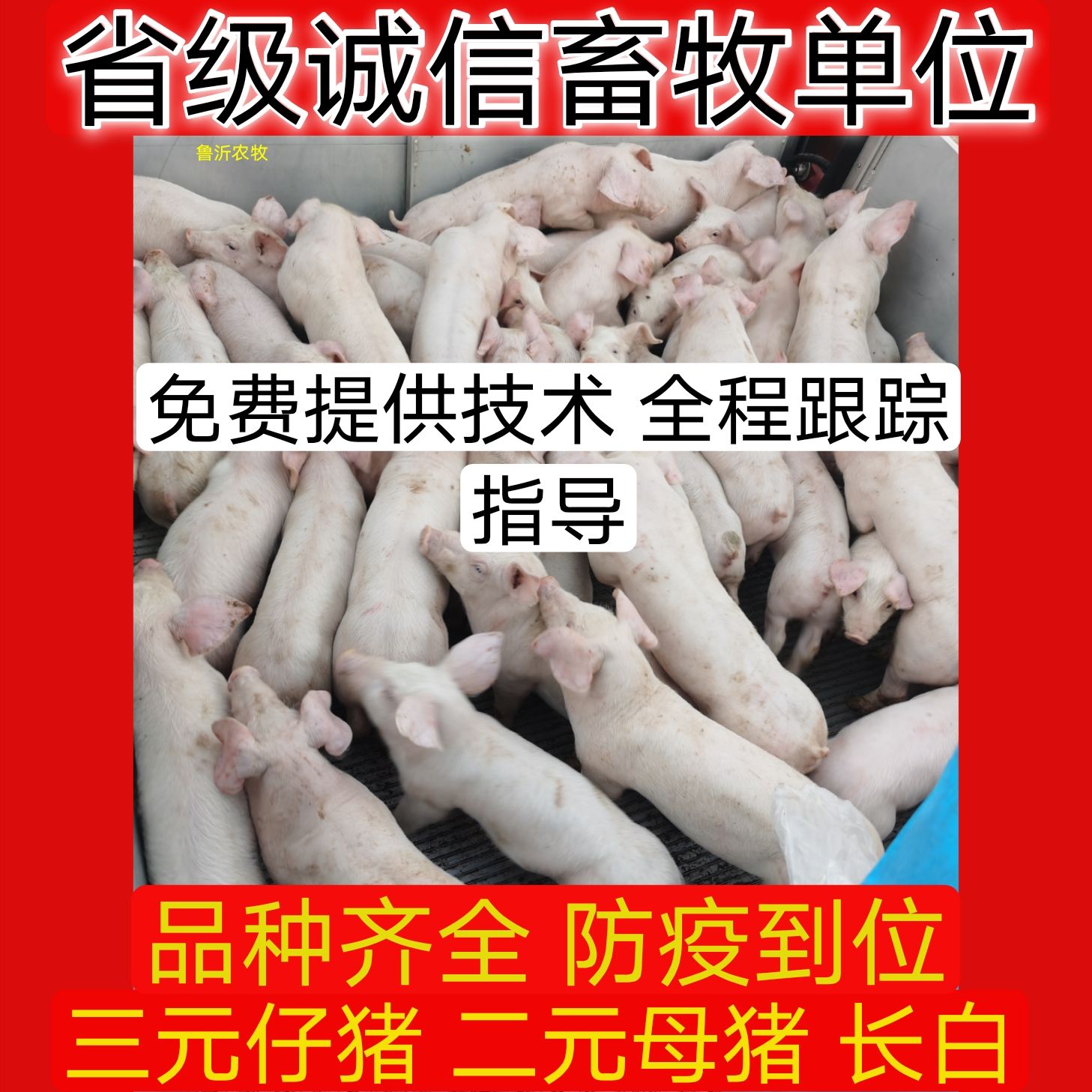 三元仔猪多少钱 黑猪  外三元精仔猪  长白 大白猪苗 放养