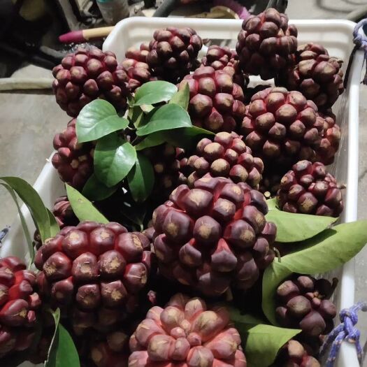 靖州县粉红黑老虎苗  布福娜苗 移栽苗根系好 成活率高