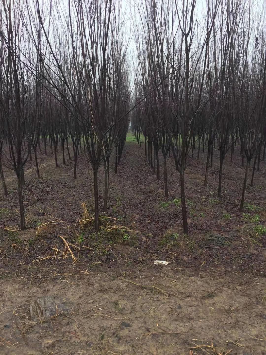 黄山栾树  栾树