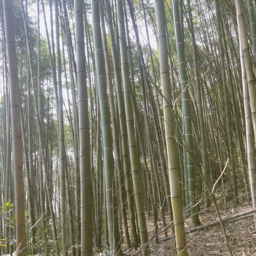 菜架竹 