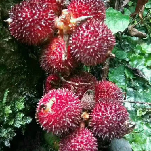 大量出售正宗阳春本地春砂仁苗