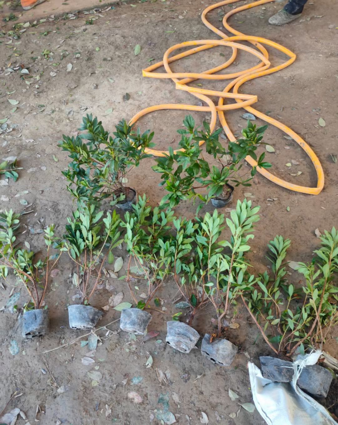 绚丽海棠 北美海棠