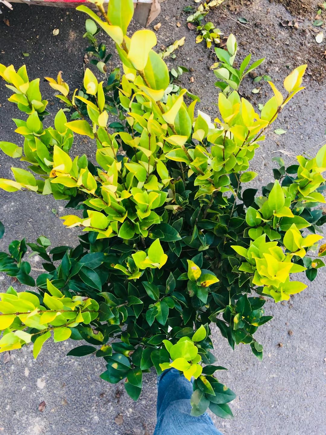 中国红枫  红枫