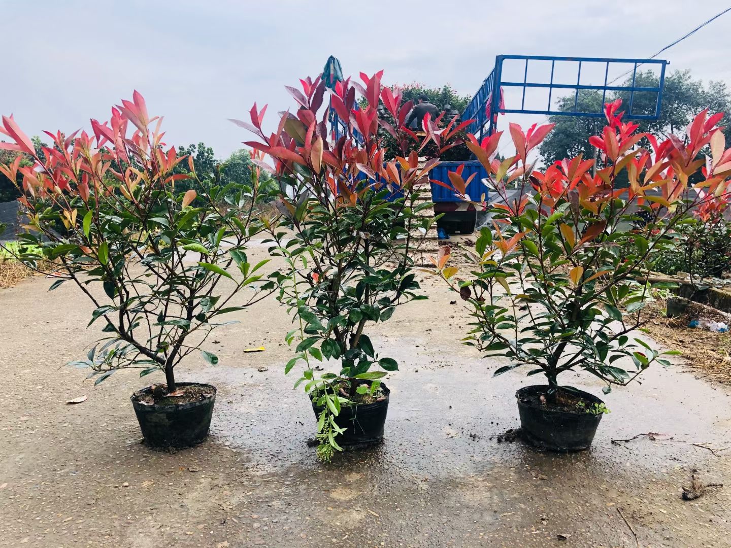 桧柏  薥侩（侩柏）