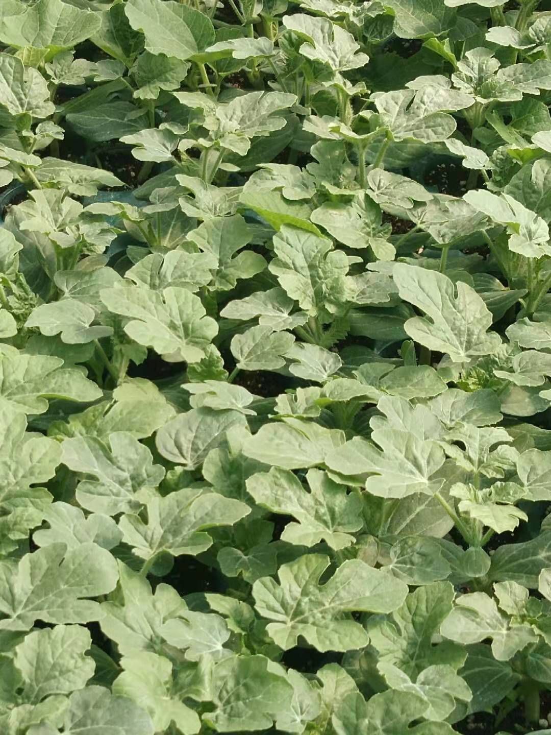 黑美人西瓜苗 嫁接苗 容器苗 11~15公分 0.5公分以上