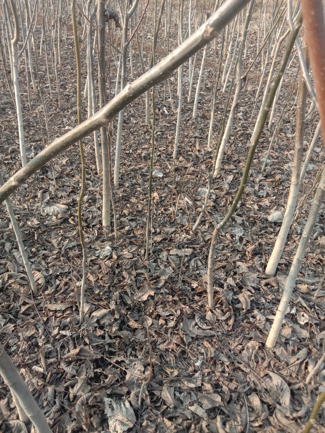 薄皮核桃苗 核桃苗有3年的有2年的