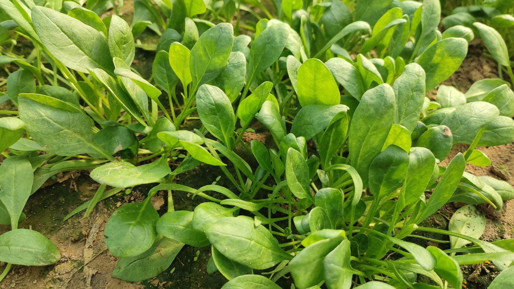 大叶菠菜 20~25cm
