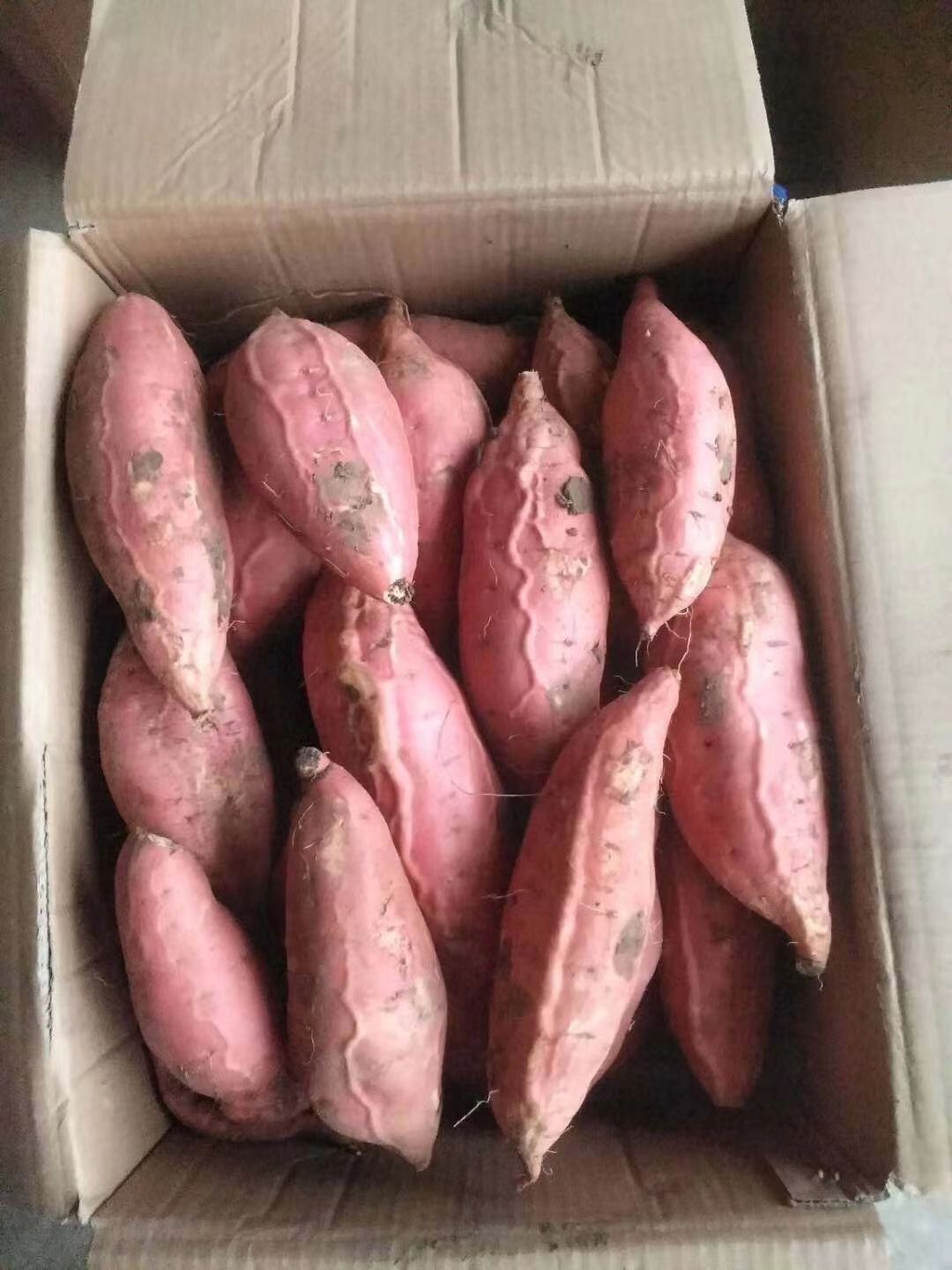 西瓜红红薯大量供应中货源充足价格便宜