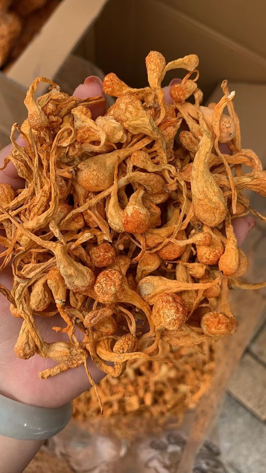 东北虫草花横排顺排特选新货纯无硫颜色好大货供应批零兼营