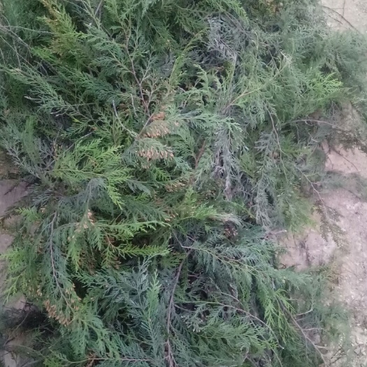 侧柏叶  柏树果 柏树枝叶出售无污染，无任何残留！懂的请下手