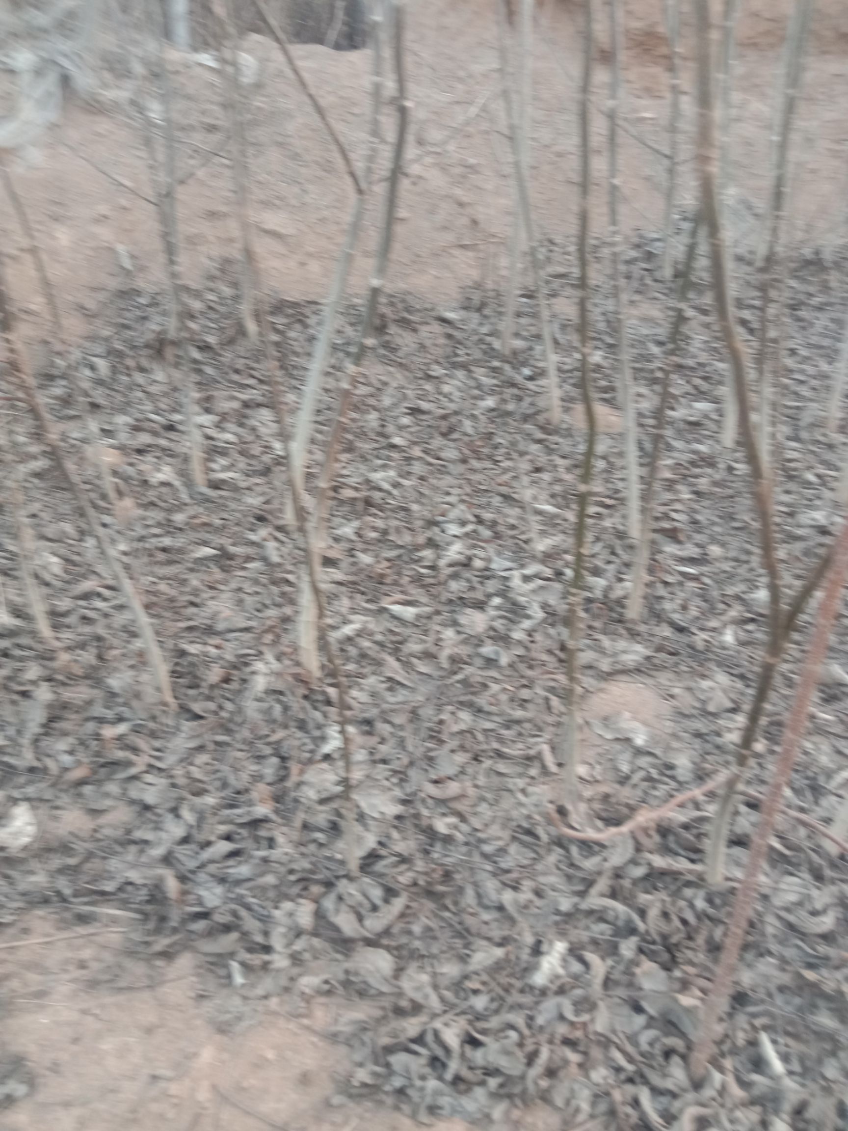 薄皮核桃苗 核桃苗有3年的有2年的