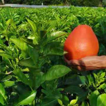 三红蜜柚苗  泰国三红柚外表亮丽鲜红肉质深红水份足甜度高具有很高的经济效益