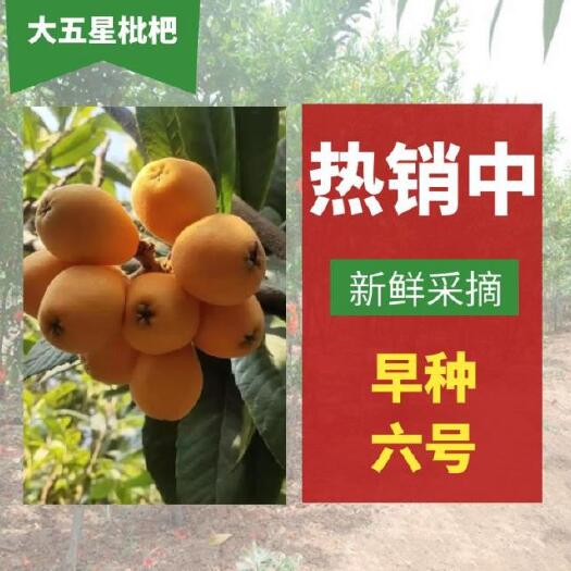 德昌县大五星枇杷  大凉山枇杷基地直供新鲜现摘现发一件包邮支持空运