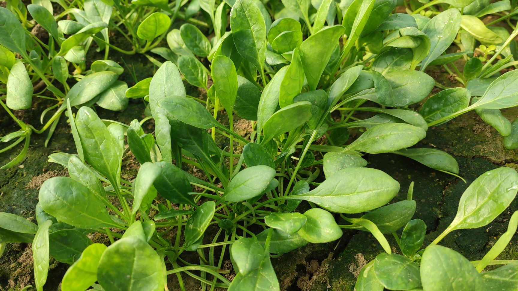 大叶菠菜 20~25cm