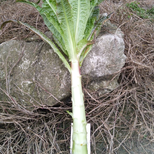 贵阳红叶莴笋 贵州省毕节市金沙县 