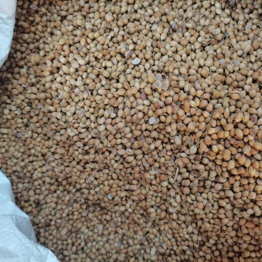 玉林国产香菜籽，芫荽籽，新货无硫，大量上市，批零兼营，质优价美