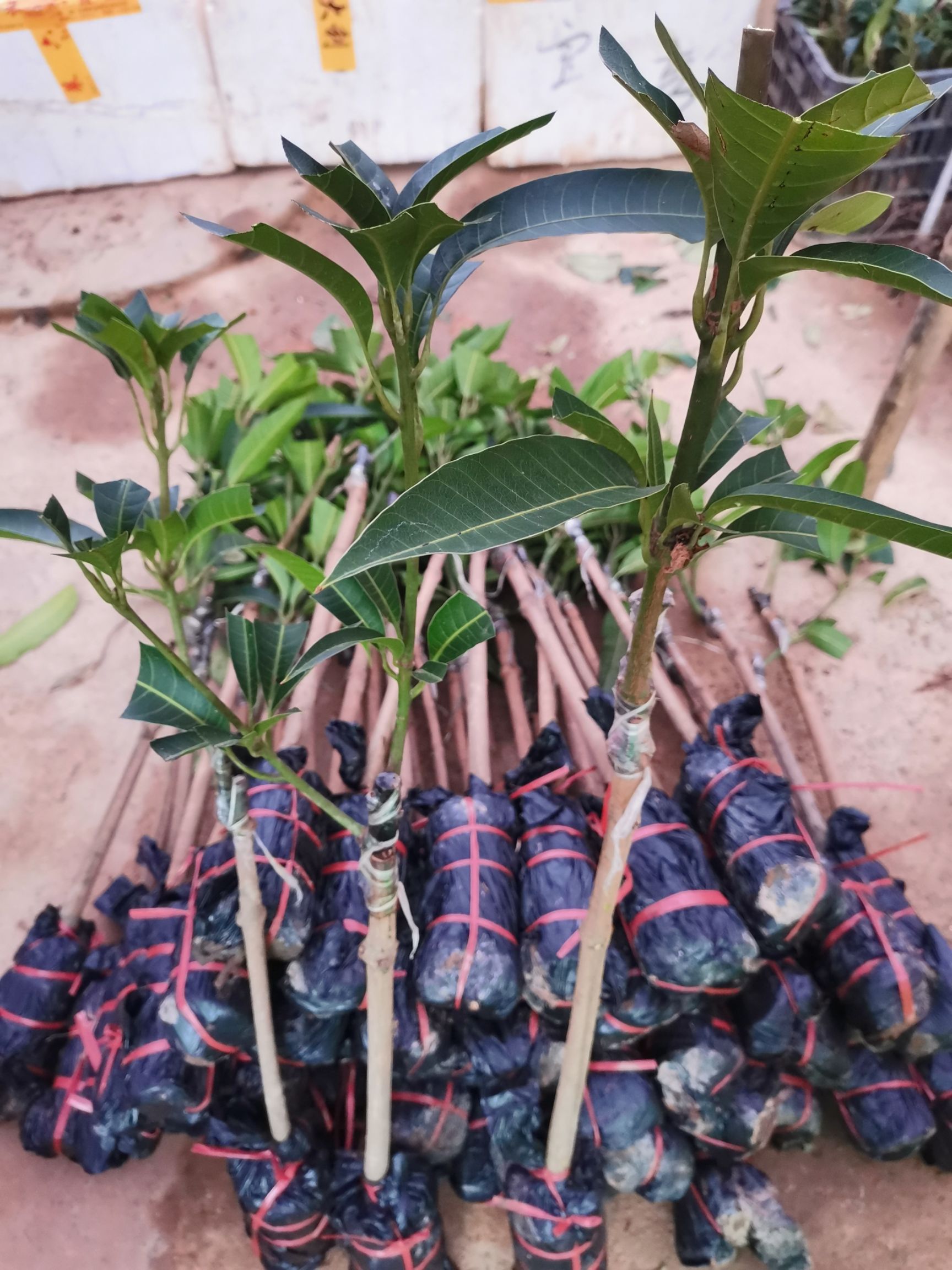 金煌芒果苗  嫁接苗，结果早产量高，易成活