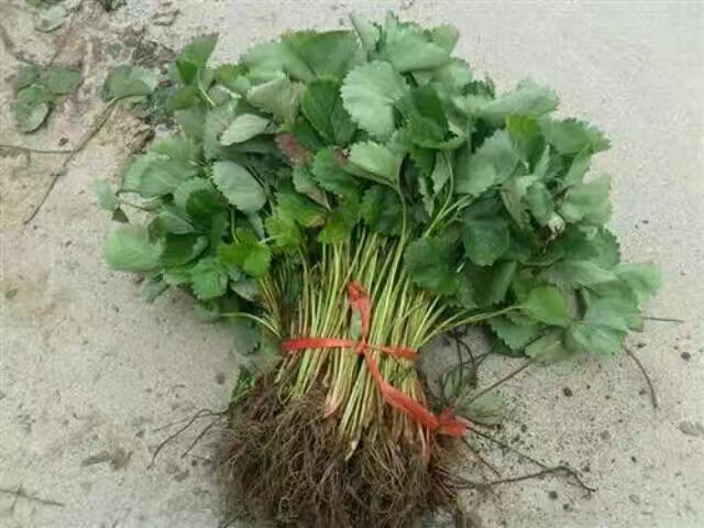  现挖现发货的全明星草莓苗