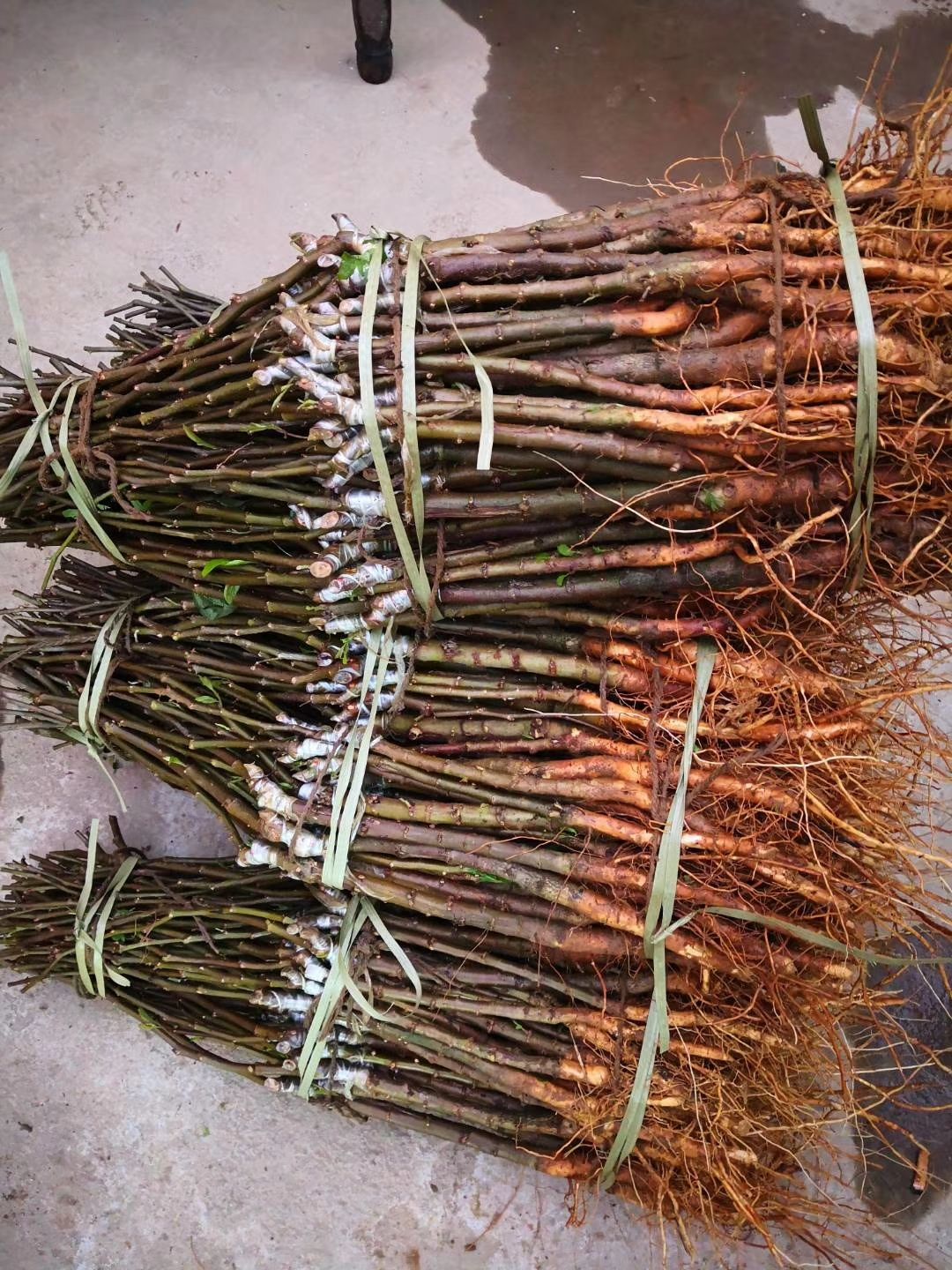 大青枣苗 高朗一号枣苗嫁接苗