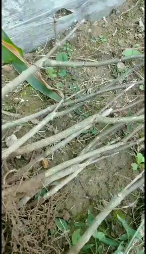 无刺花椒苗  甘肃陇南武都无刺嫁接大红袍花椒树苗