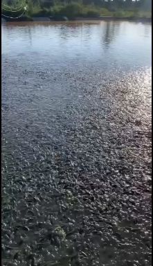 黄颡鱼苗  黄腊丁鱼苗，生长快，成活率高，提拱技术，包送货上