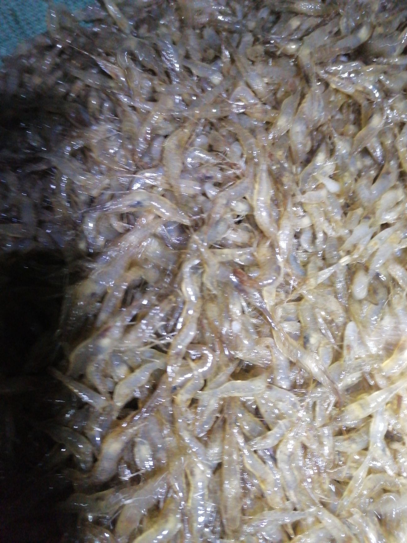 青虾苗 安徽省马鞍山市当涂县 