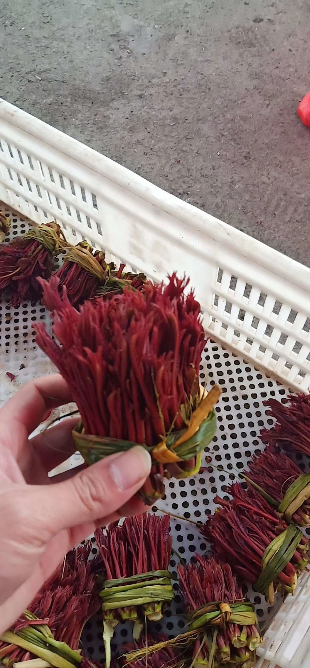  四川露天红油香椿芽