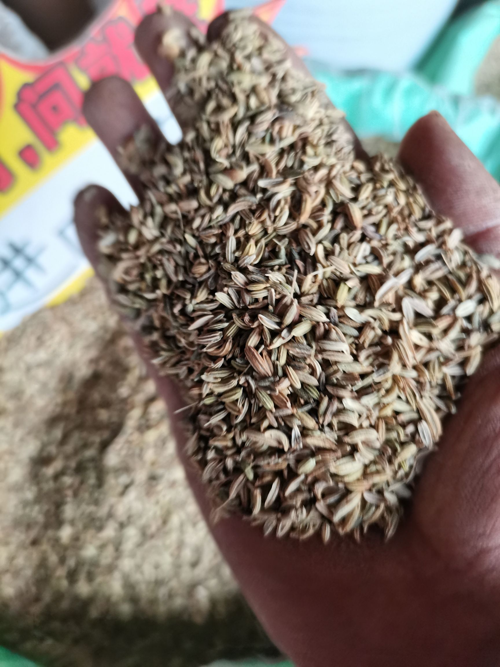 国产特绿小茴香统绿小茴不掺假货保证质量批零兼营小茴行情上涨