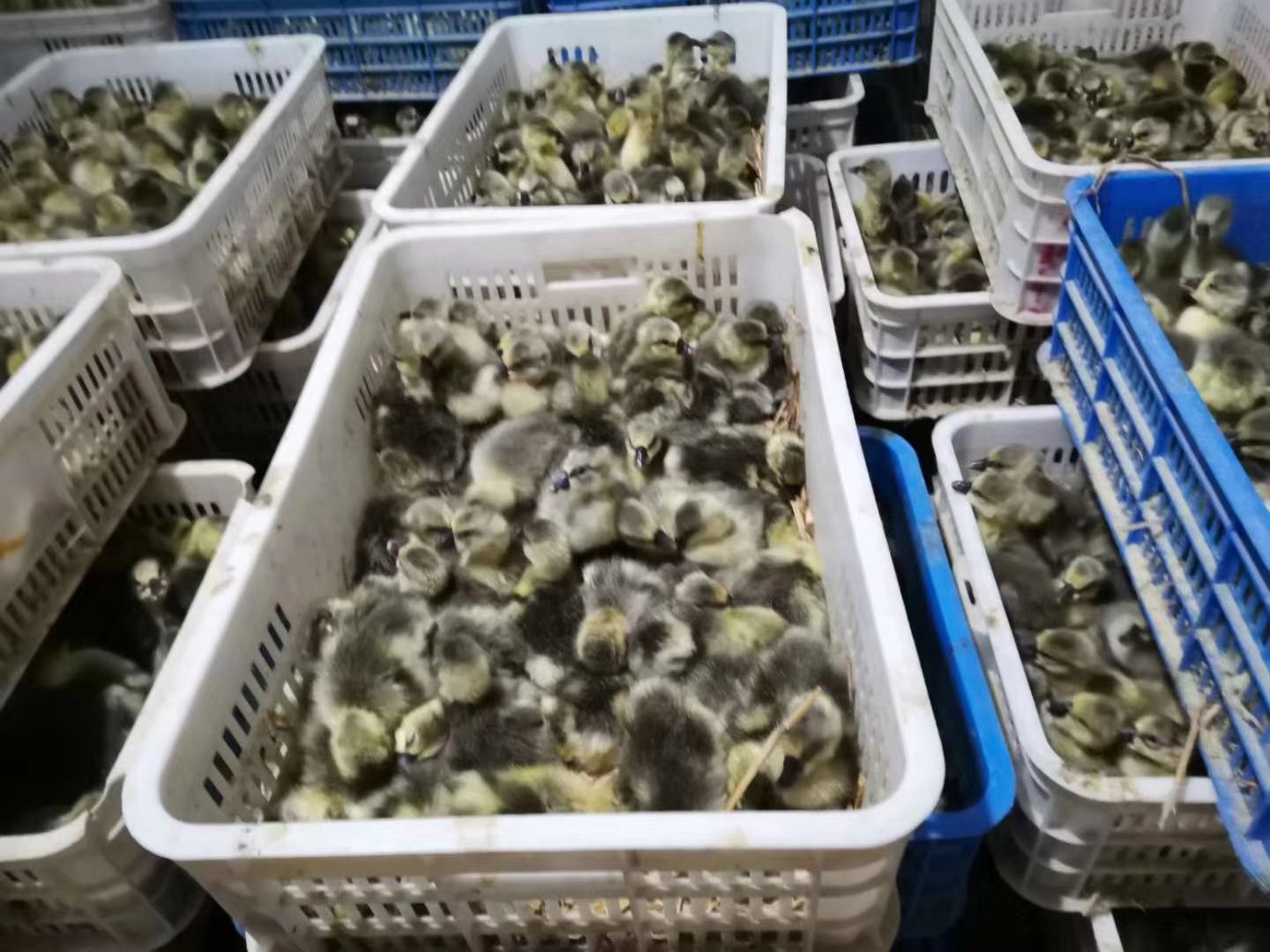 乌鬃鹅苗  精品鹅苗