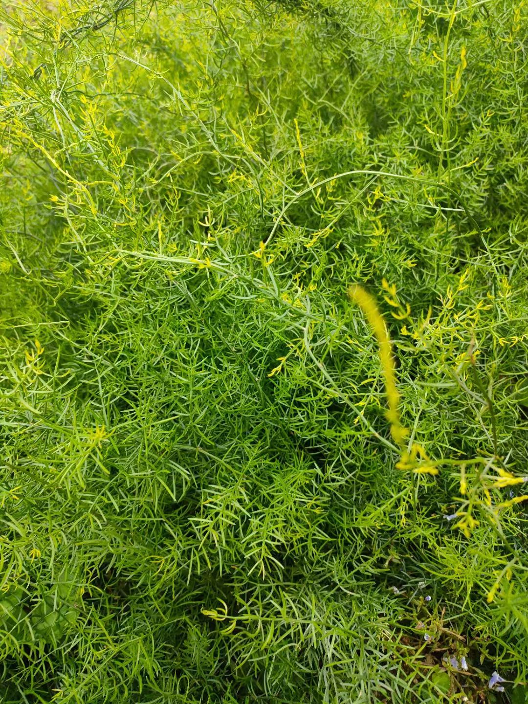 丰顺农业有限公司长期供五指毛桃苗  牛大力五指毛桃百部土茯苓