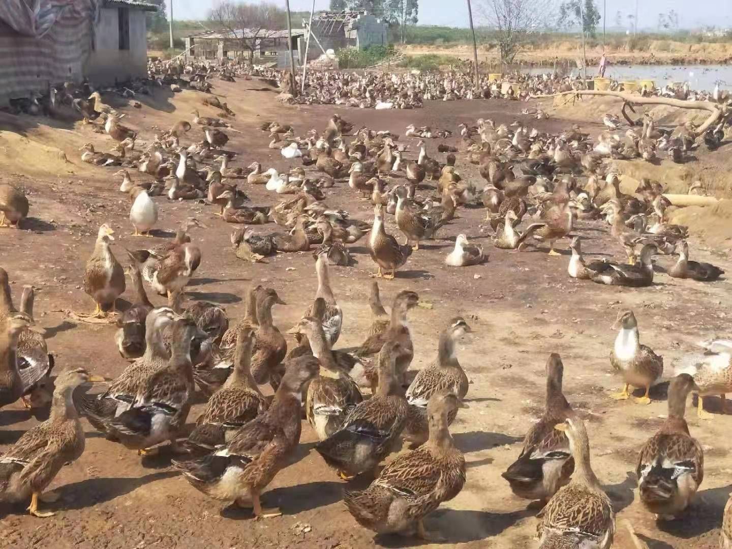 麻鸭 63天统苗，均重6.23，3500羽，