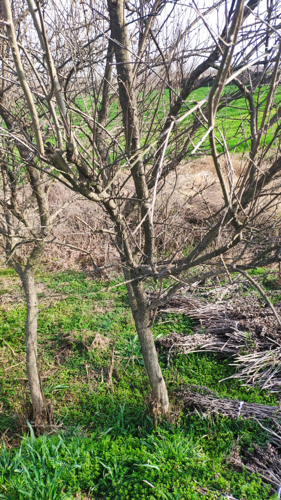石榴盆景  怀远五公分石榴树85元上车价