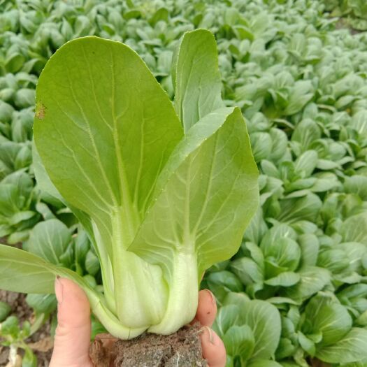 张家港市青菜，中颗，上海青