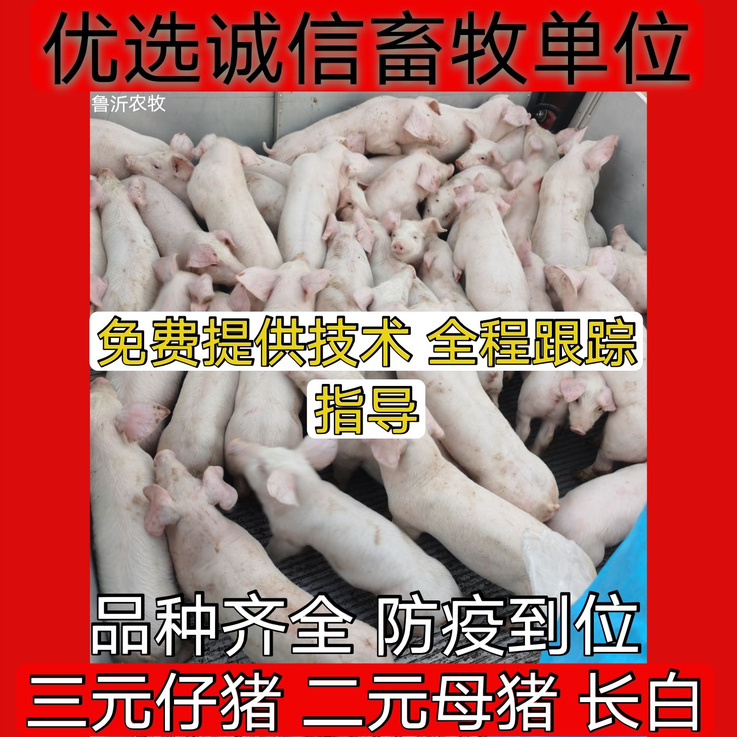 猪苗  三元猪  销售正规养殖场外三元仔猪 杜洛克 长白小猪