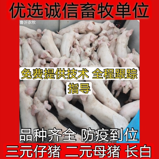 临朐县猪苗  三元猪  销售正规养殖场外三元仔猪 杜洛克 长白小猪